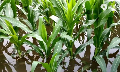 河南強降雨致上千公頃農作物受災，專家稱夏糧總體穩定但蔬菜供應面臨挑戰