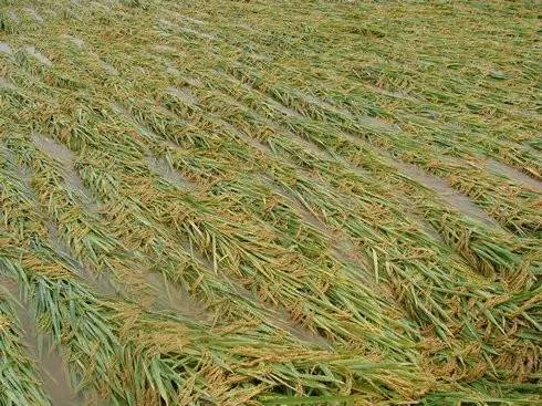 天鴿臺風后農作物災后應對措施 柑橘、玉米、水稻、火龍果及蔬菜應急指南