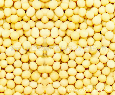 批發精選大豆 無污染、營養豐富的健康選擇