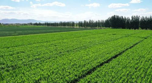 執(zhí)生態(tài)之筆 繪青綠畫卷——甘肅金昌農(nóng)業(yè)的可持續(xù)發(fā)展之路