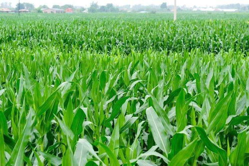 大田作物長勢喜人，蔬菜產(chǎn)業(yè)繪就豐收畫卷