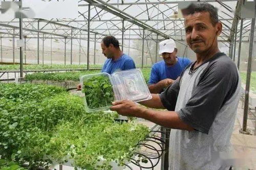 以色列農(nóng)業(yè)產(chǎn)業(yè)領(lǐng)先全球的七大秘訣 揭秘水果種植的創(chuàng)新之路