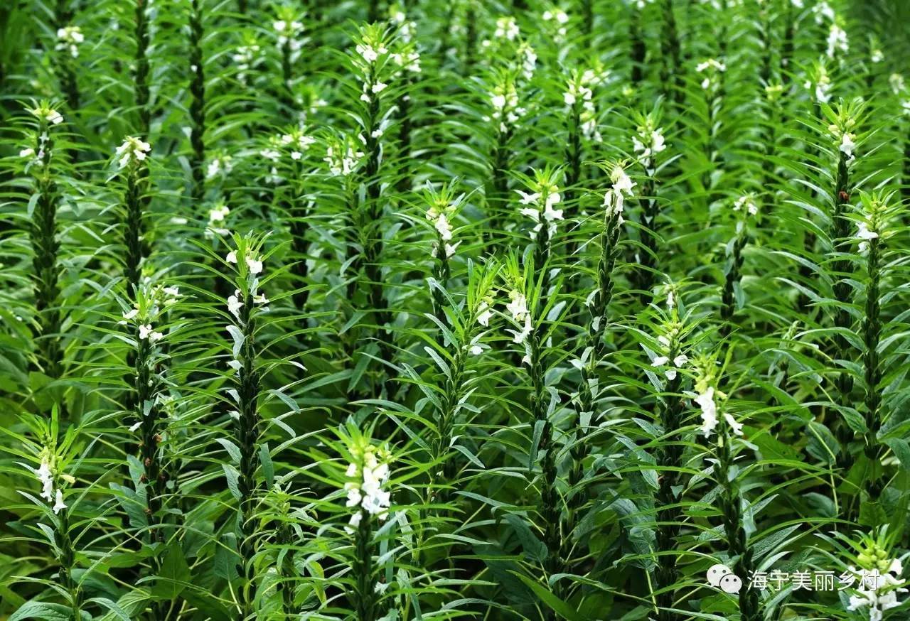 【上照時間】這些漂亮的農(nóng)作物，你認識嗎？