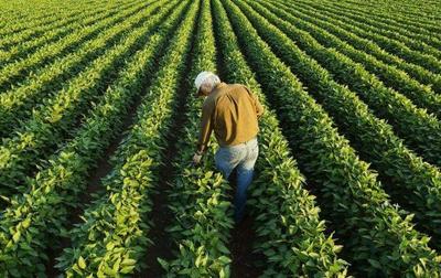 從泥土到餐桌 一位臺灣農(nóng)民的綠色創(chuàng)業(yè)夢