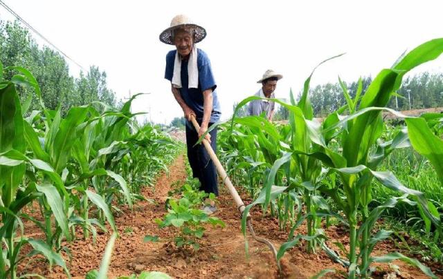 手工種植與機械種植的優(yōu)缺點對比分析